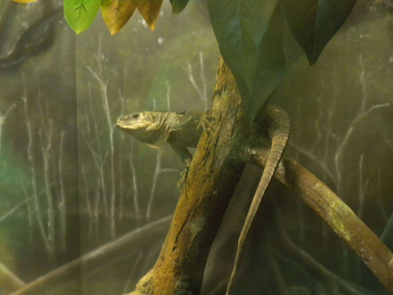 MOLA - Utila Island Iguana