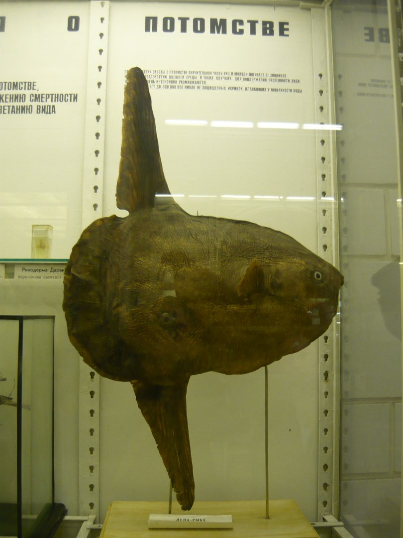 Mola