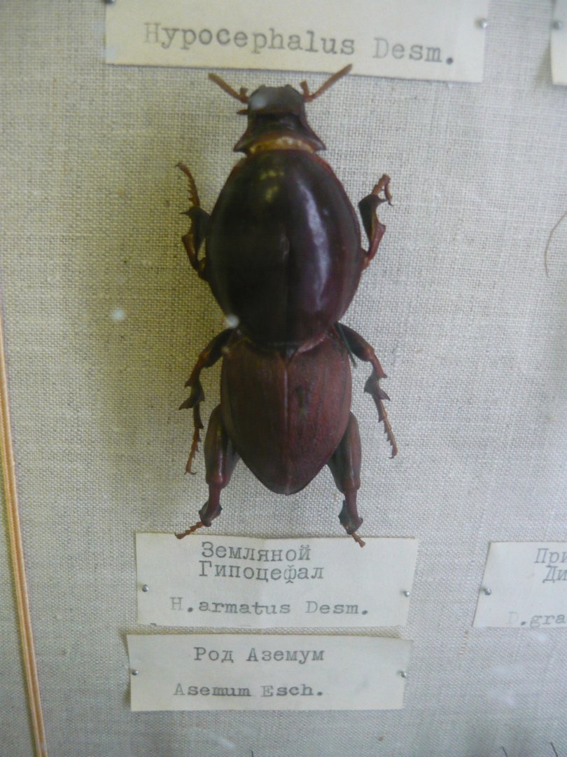 Mole beetle (Hypocephalus armatus)