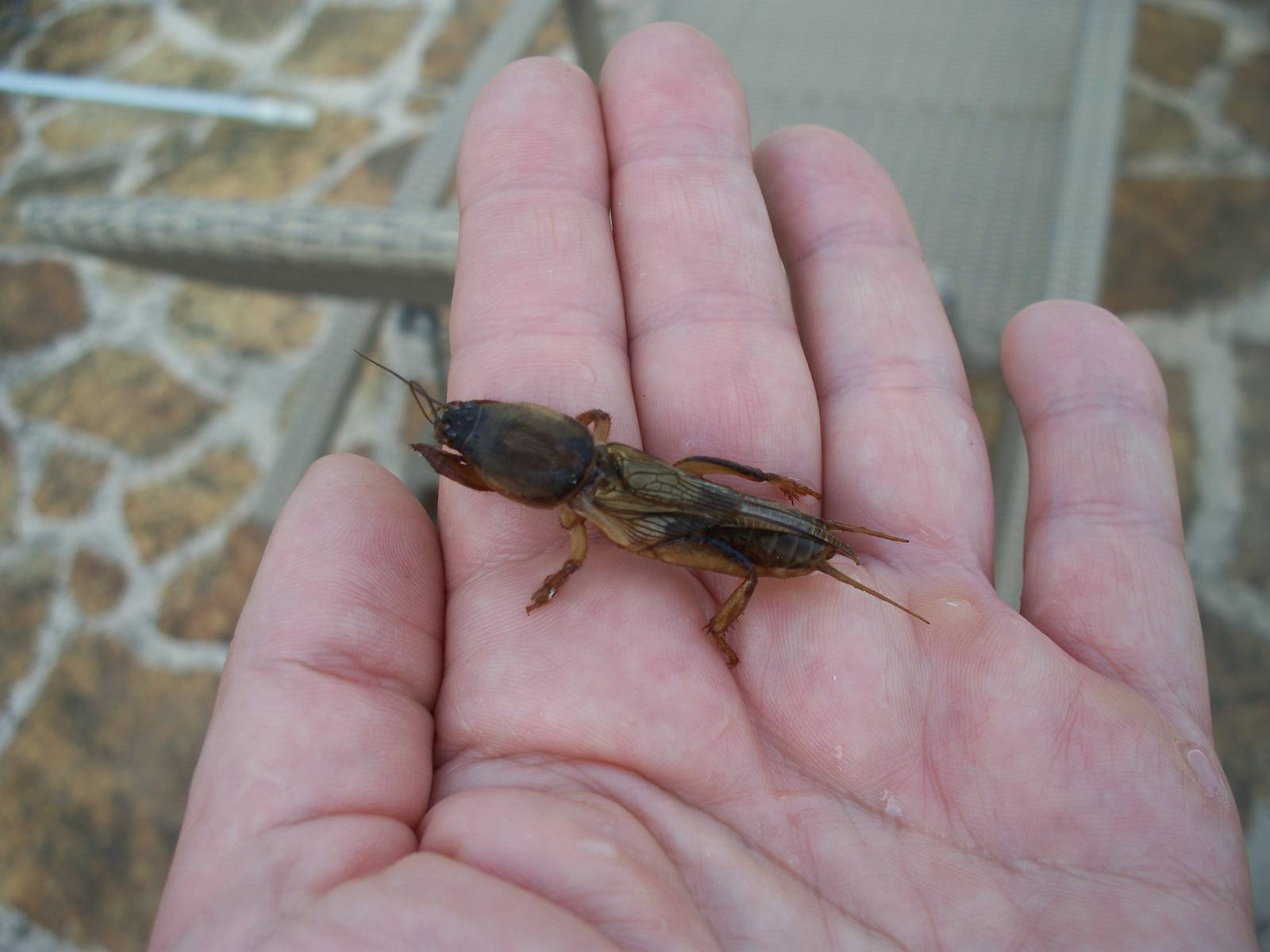 mole cricket