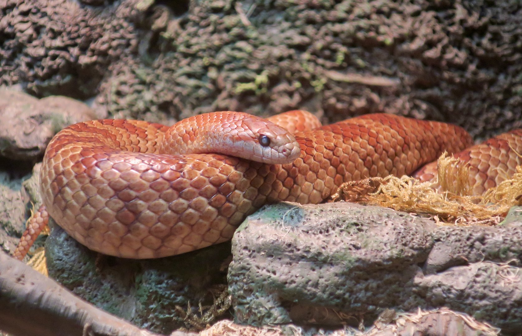 Mole Kingsnake (Lampropeltis rhombomaculata)