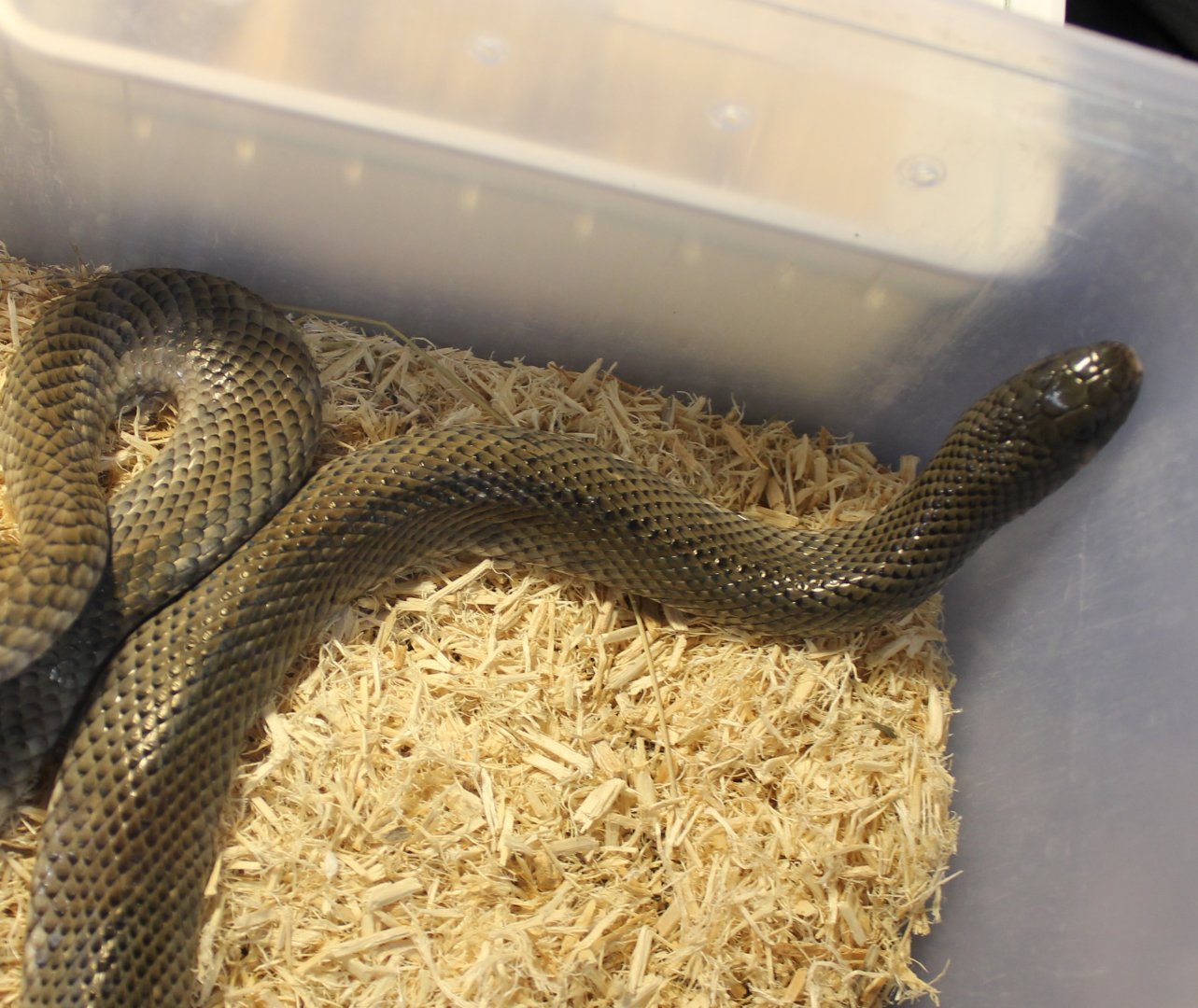 Mole snake - Pseudaspis cana