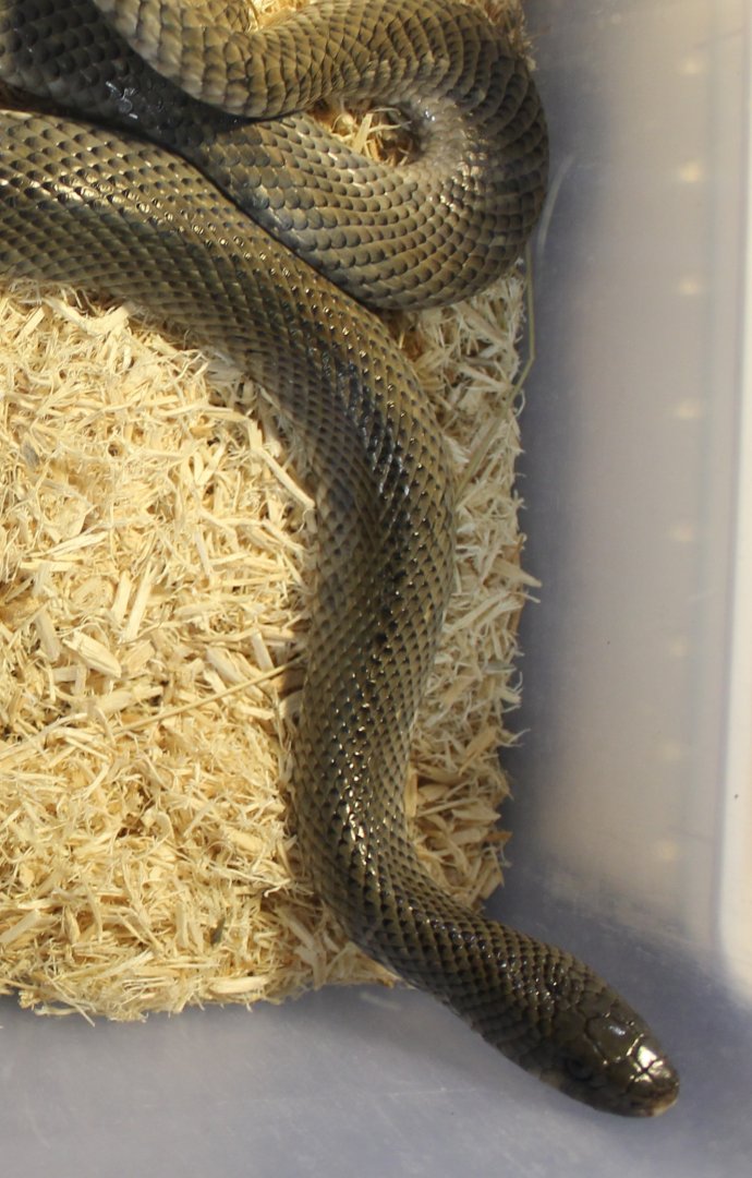Mole snake - Pseudaspis cana