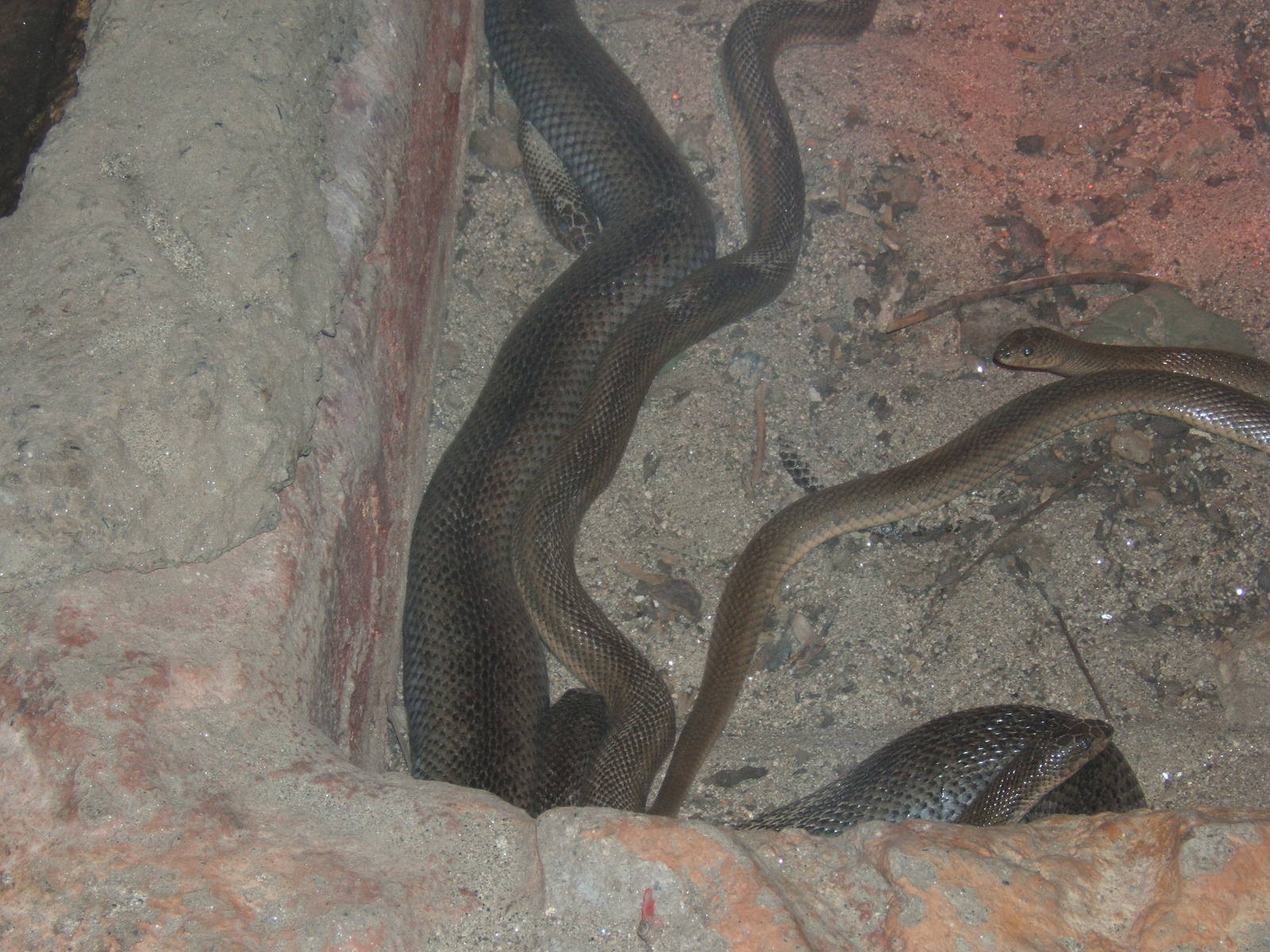 Mole Snake`s