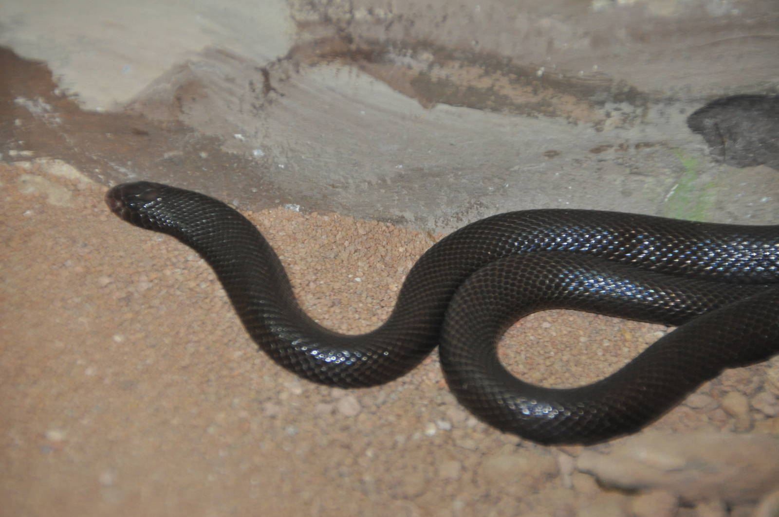 Mole viper/ Atractaspis engaddensis