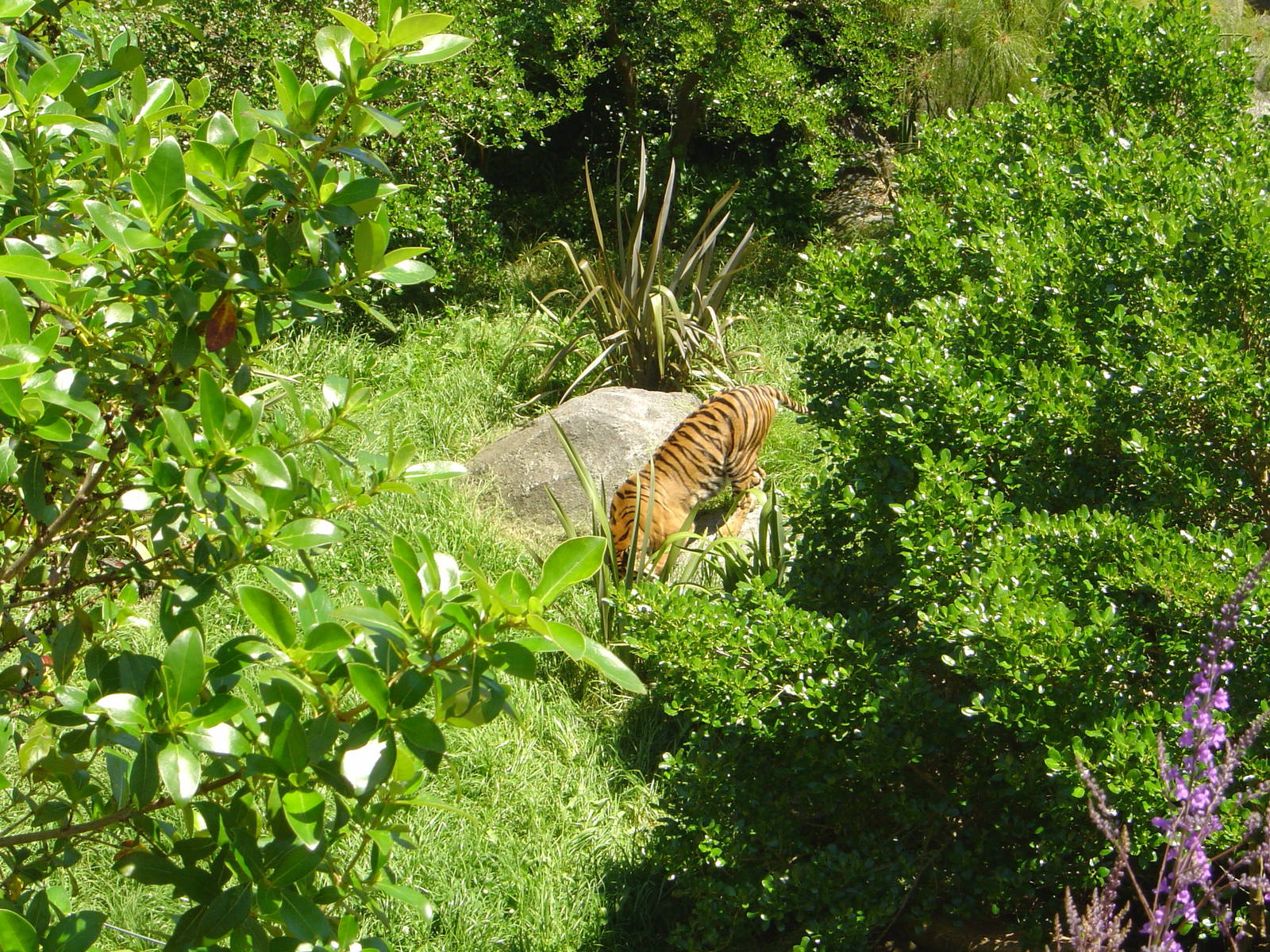 Molek - Female Sumtran Tiger @ Auckland Zoo