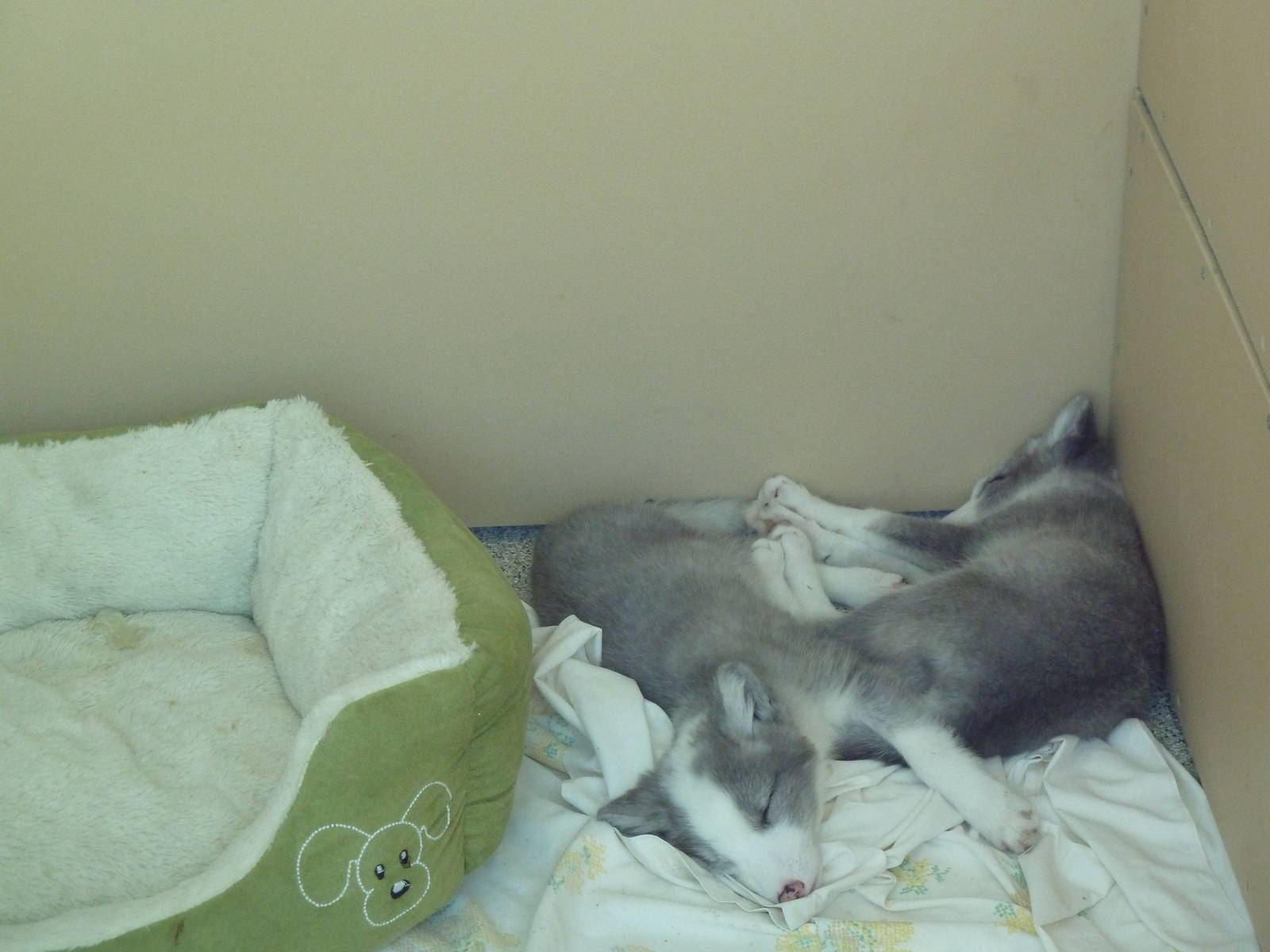 Molina Animal Care Center - Arctic Fox Pups