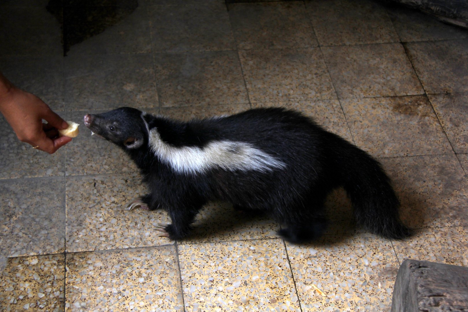 Molina's hog-nosed skunk (Conepatus chinga)