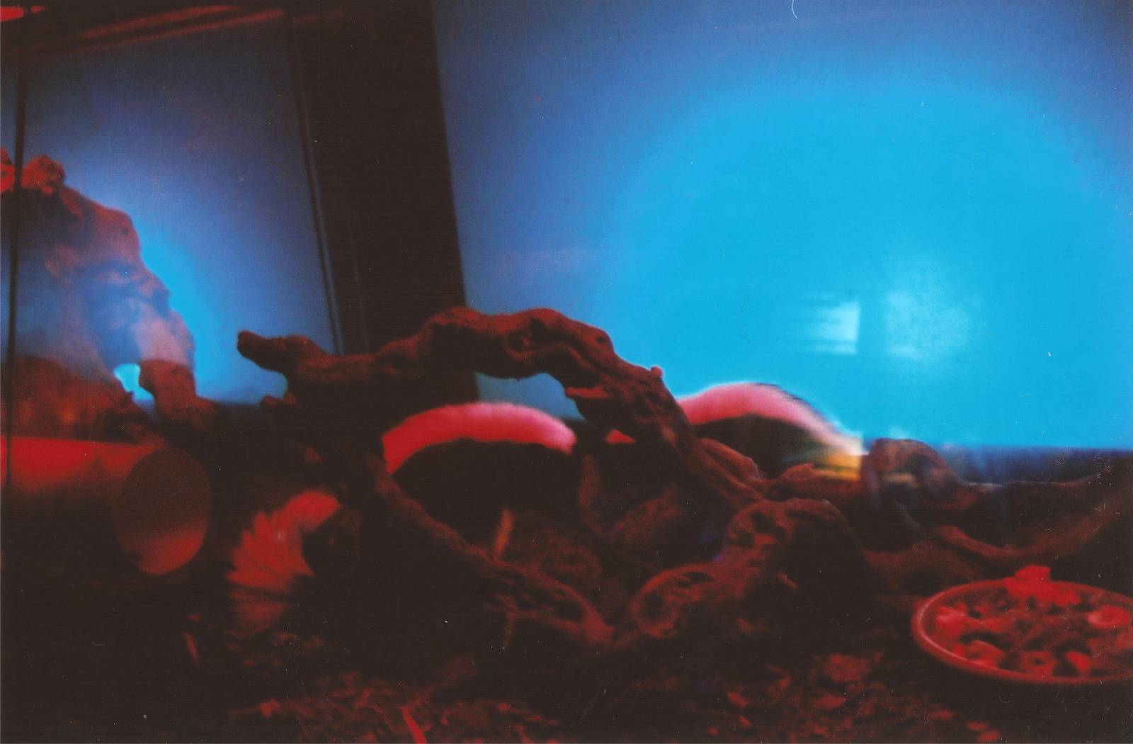 Molina's Hog-nosed Skunks at Barcelona, c. 2000