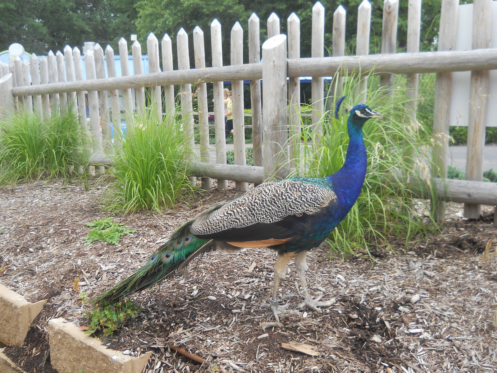 Moliting peacock near bear grottos.