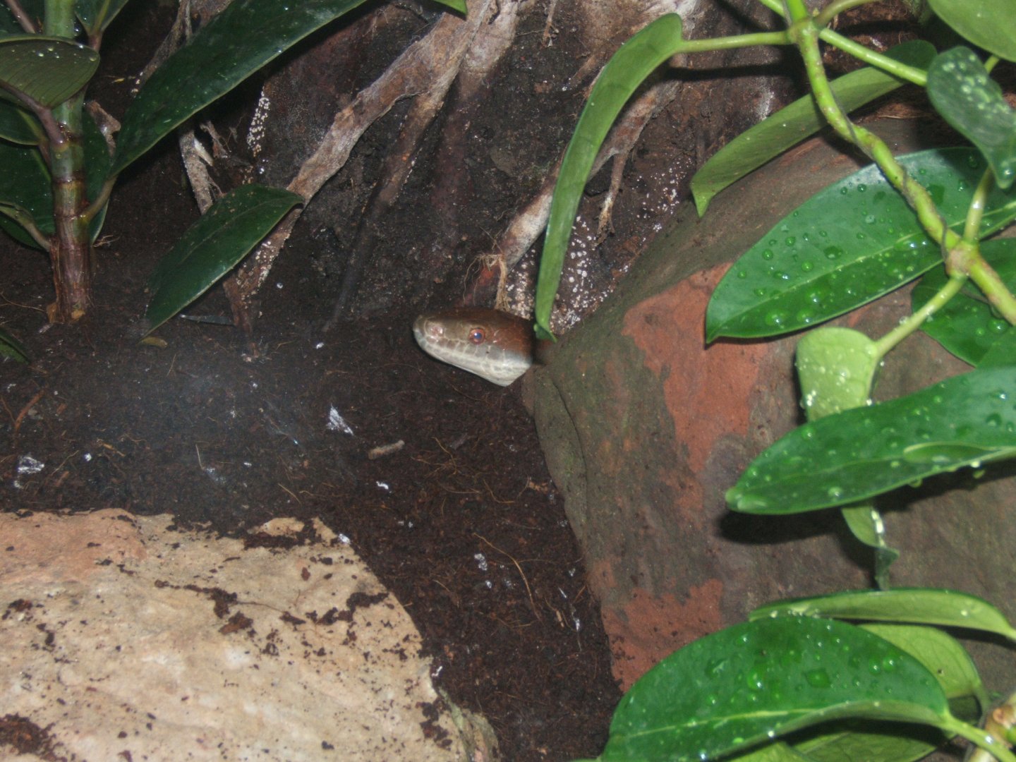 Mollendorff's Rat Snake 31/07/2017