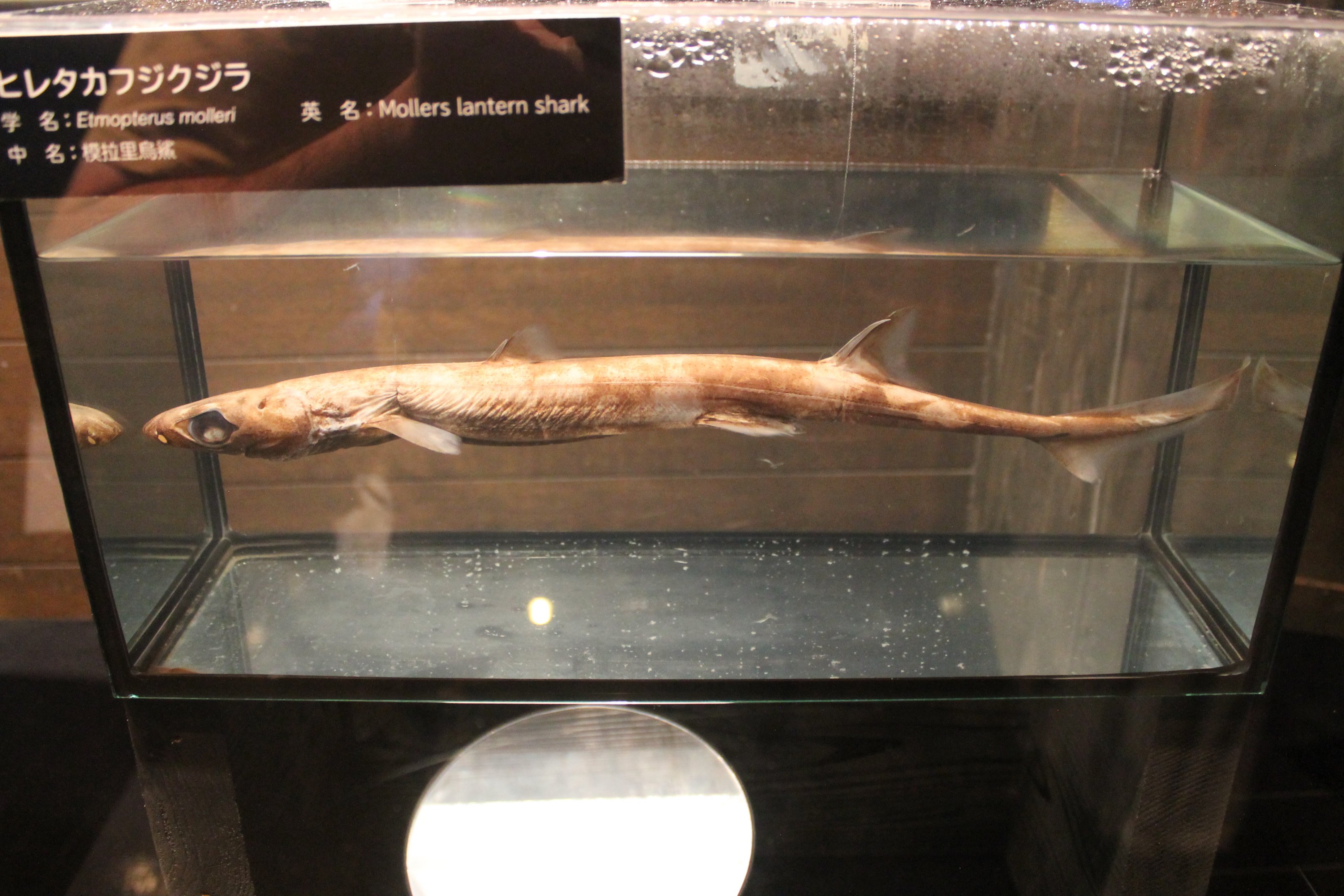 Moller's Lantern Shark specimen