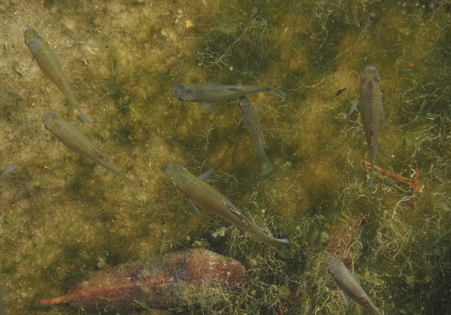 Mollies (Poecilia species), 2025-05-17