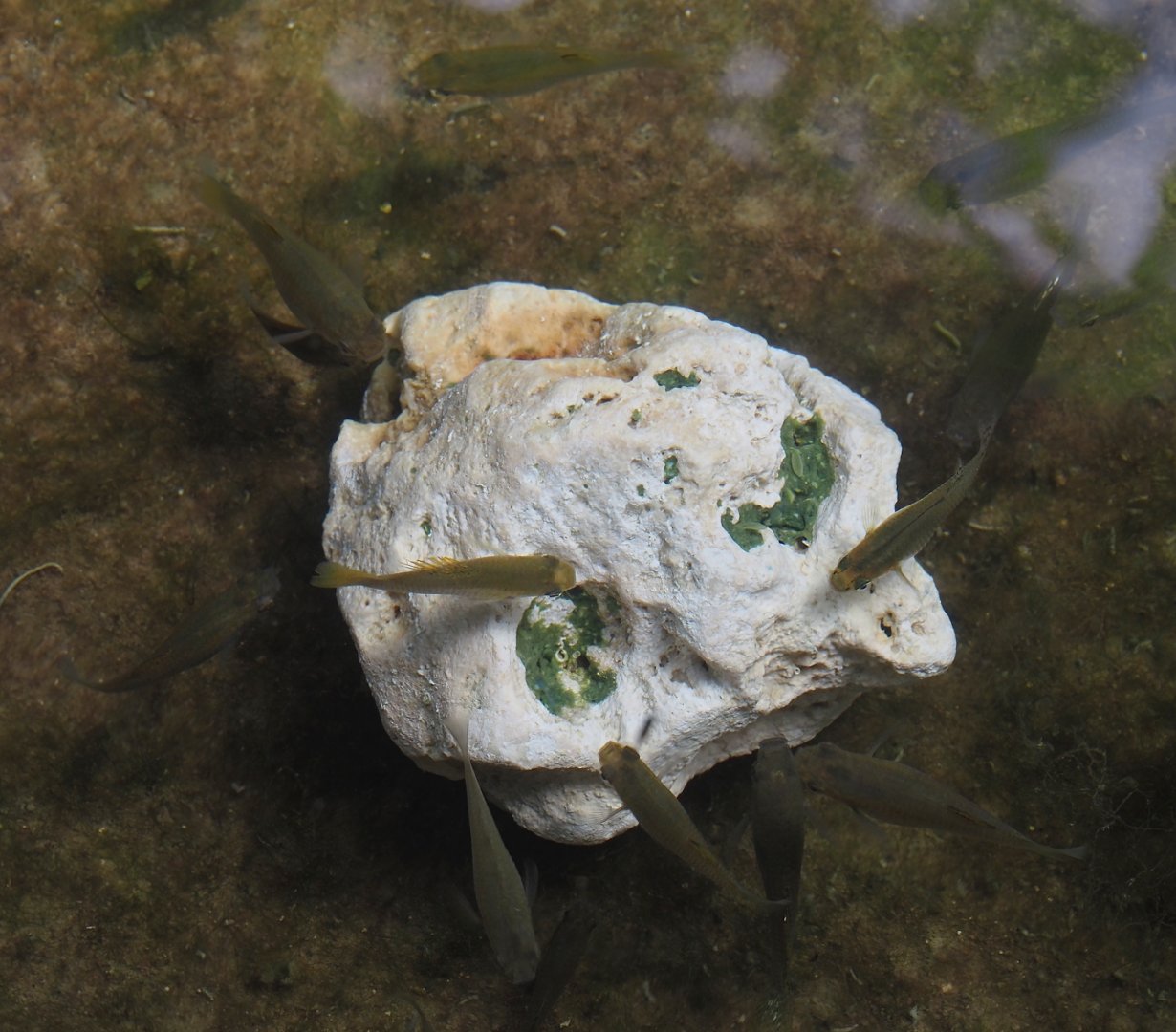 Mollies (Poecilia species), 2025-05-17