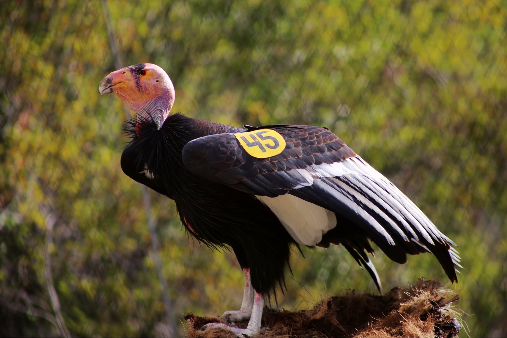 Molloko the California condor