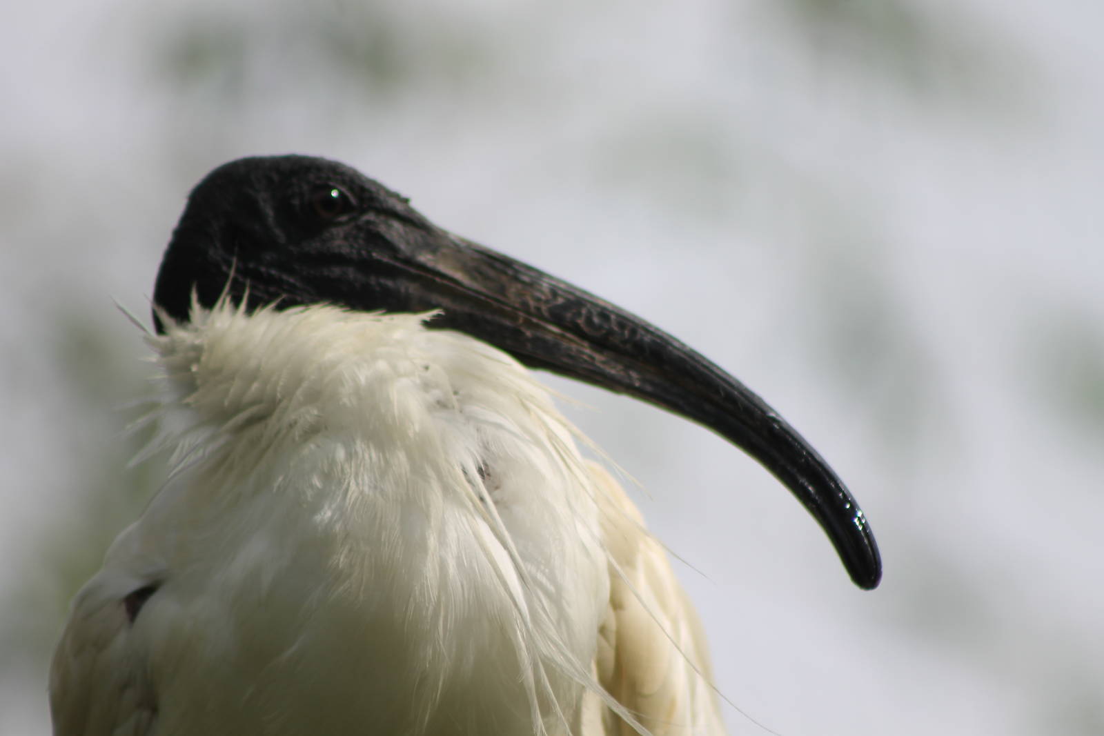 Mollucan ibis