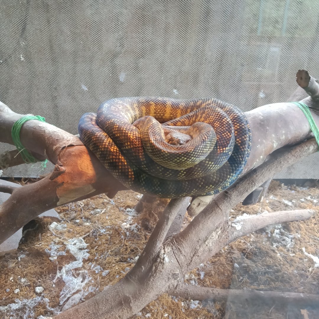 Mollucan Python (Simalia clastolepis) - Sato Loka Resto & Conservation Park