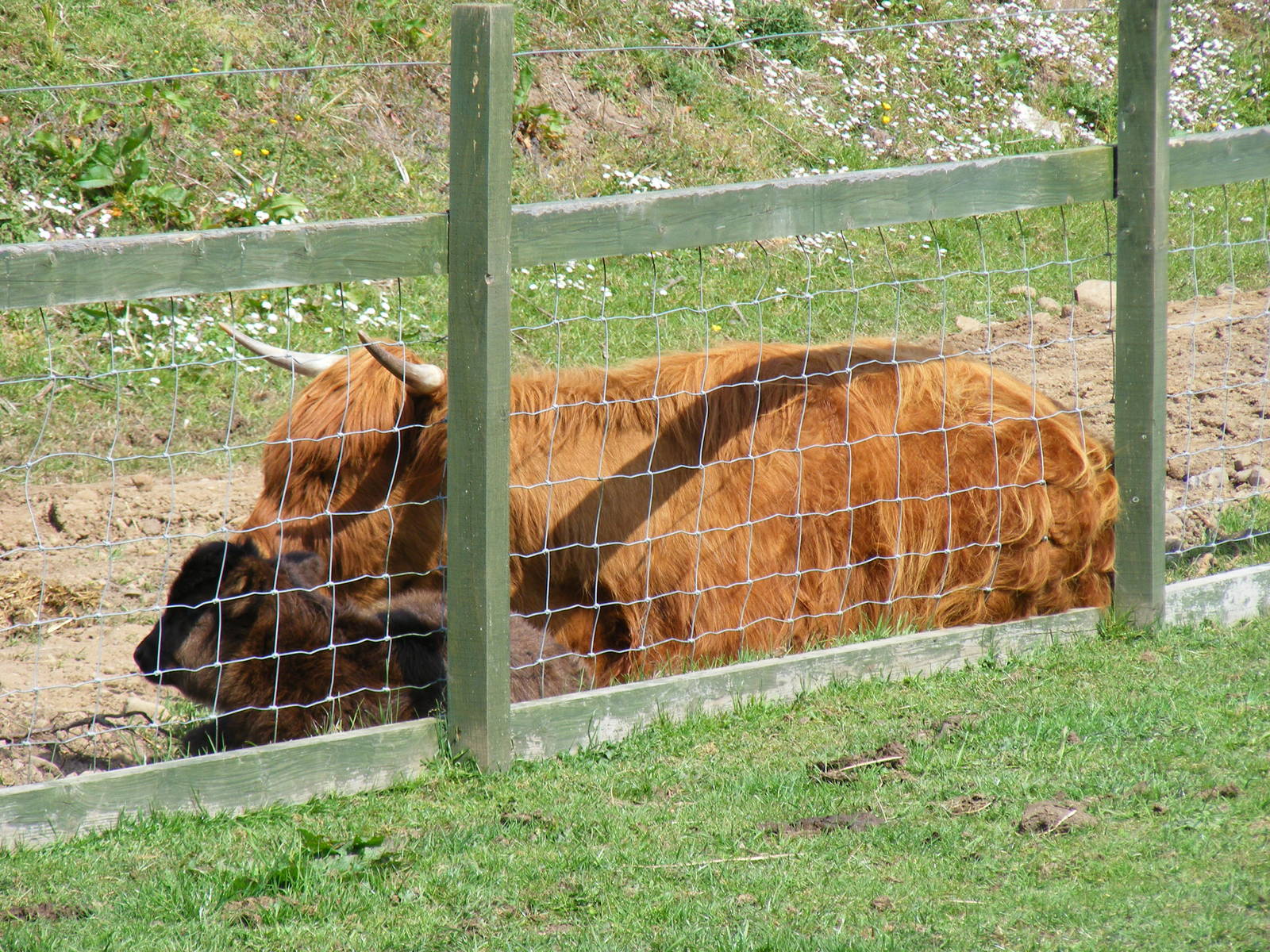 Molly and April the Highland cattle at Fife Animal Park, 18 May 2010