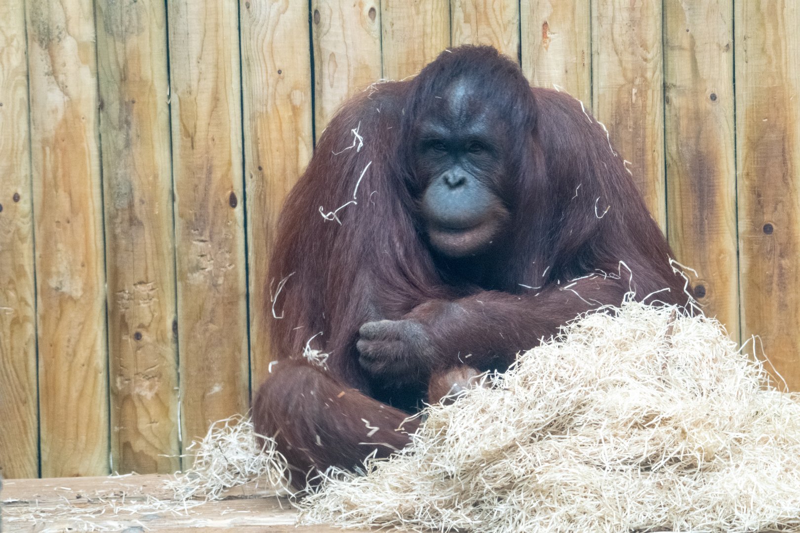 Molly - Bornean Orangutan