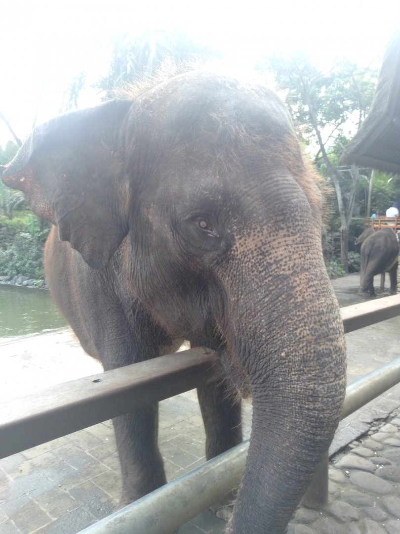 Molly the Asian Elephant