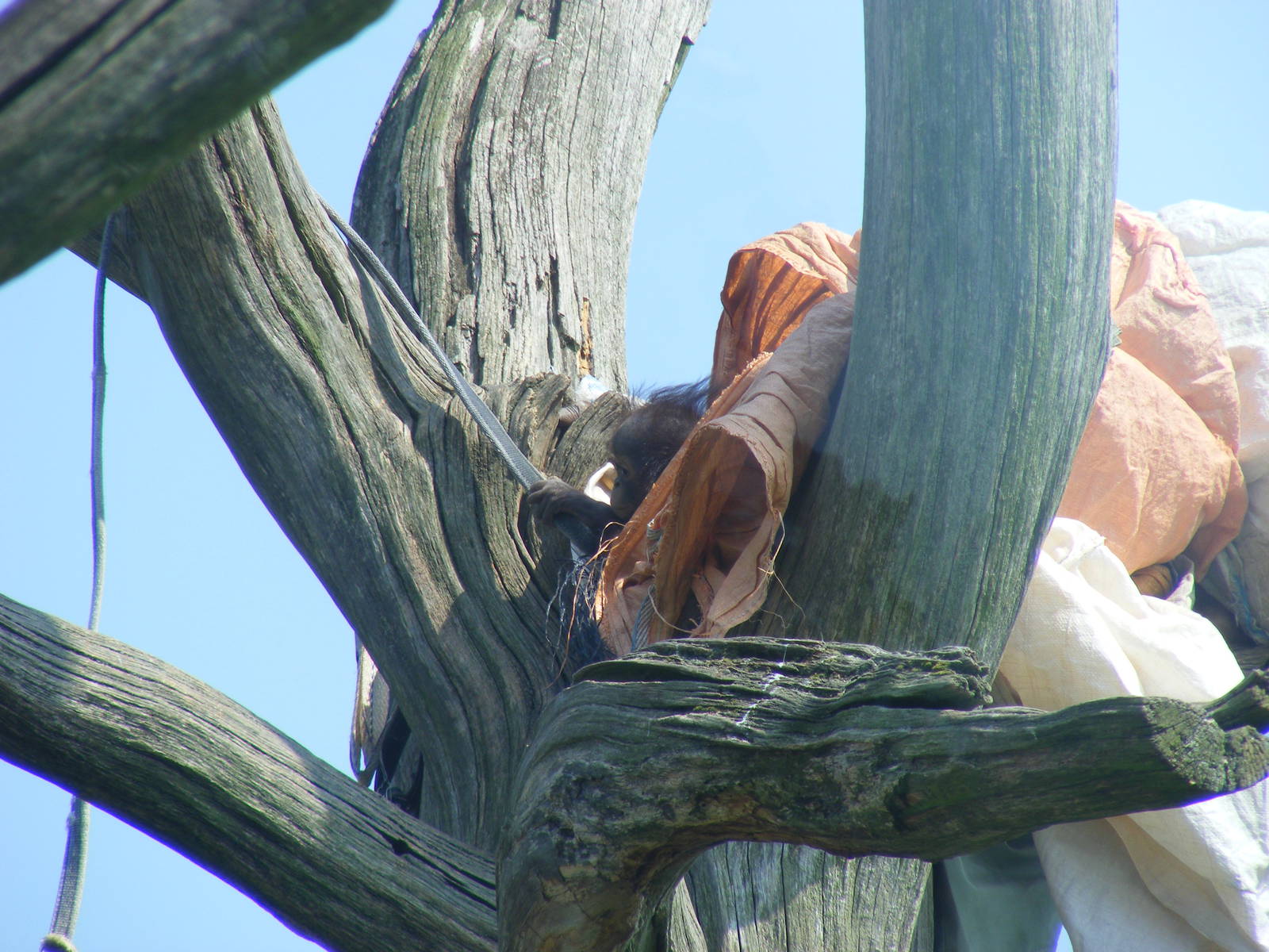 Molly the Bornean orangutan at Twycross Zoo, 30 April 2011