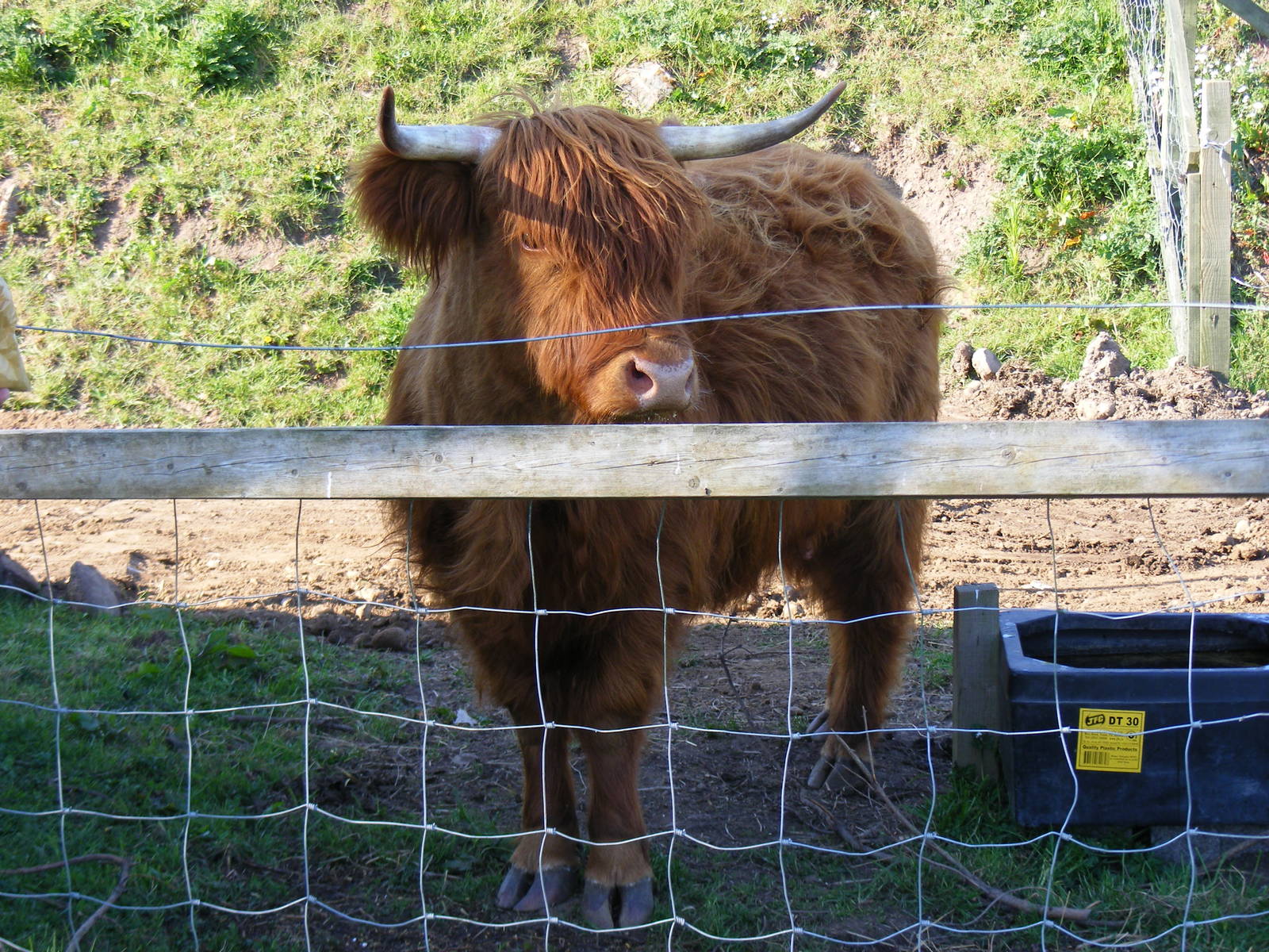 Molly the Highland cow at Fife Animal Park, 18 May 2010