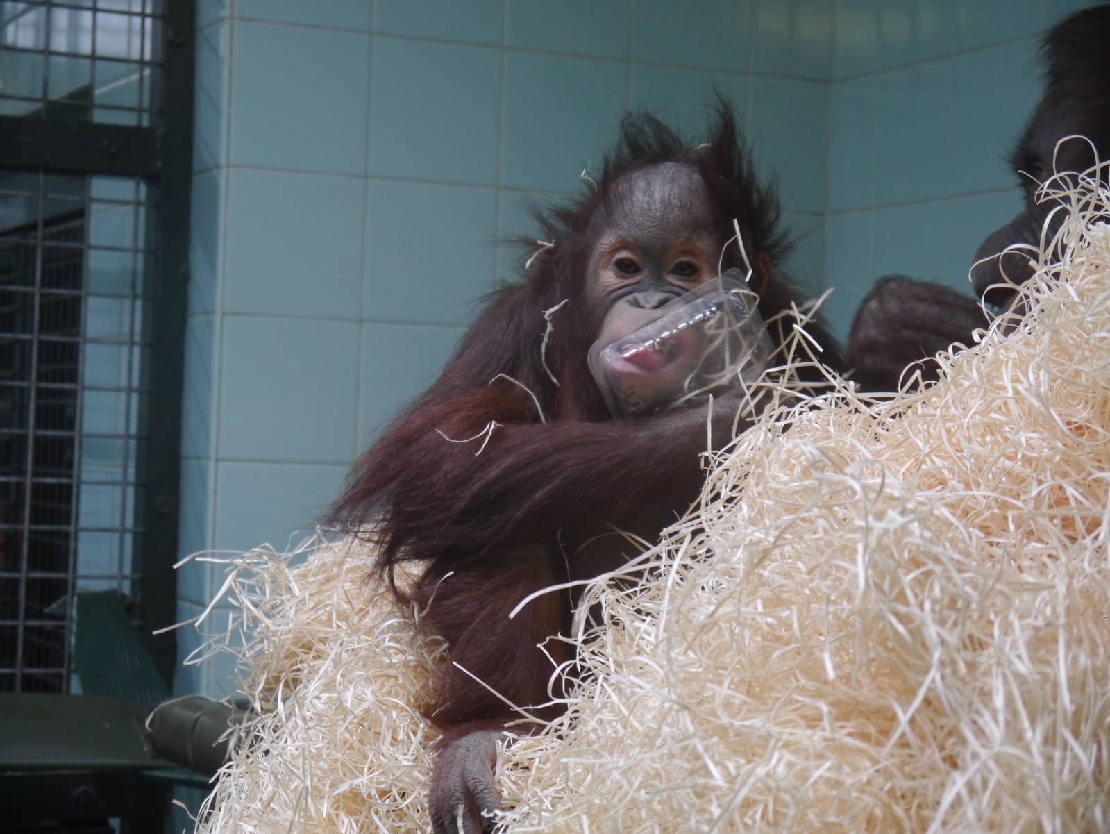 Molly the Orangutan - 28/4/2013