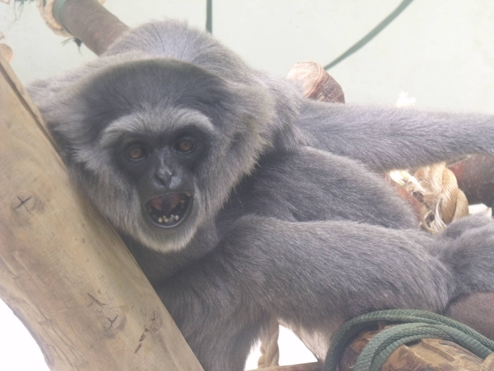 Moloch Gibb"on says "OMG!"