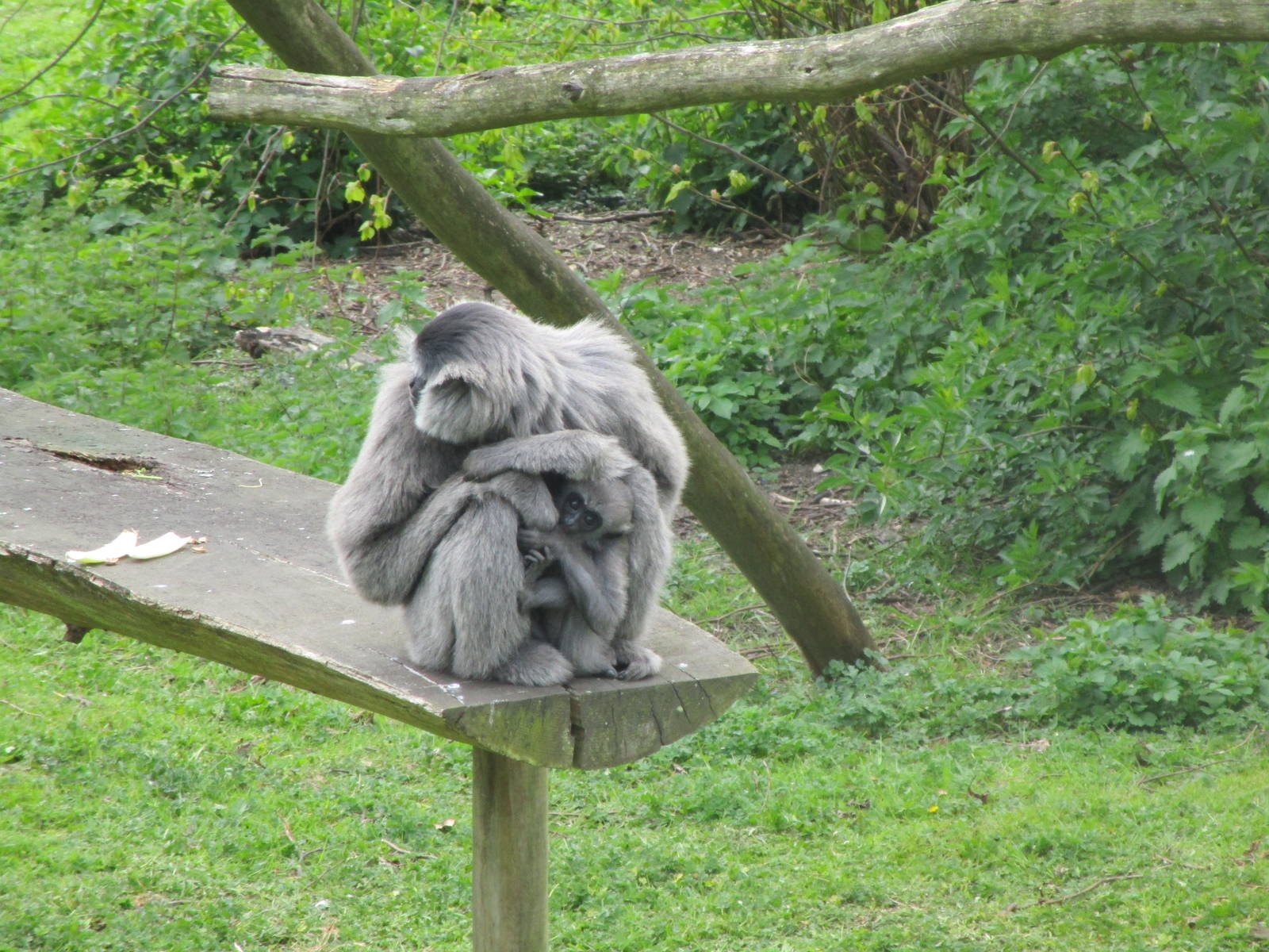 Moloch Gibbon - 2/5/15