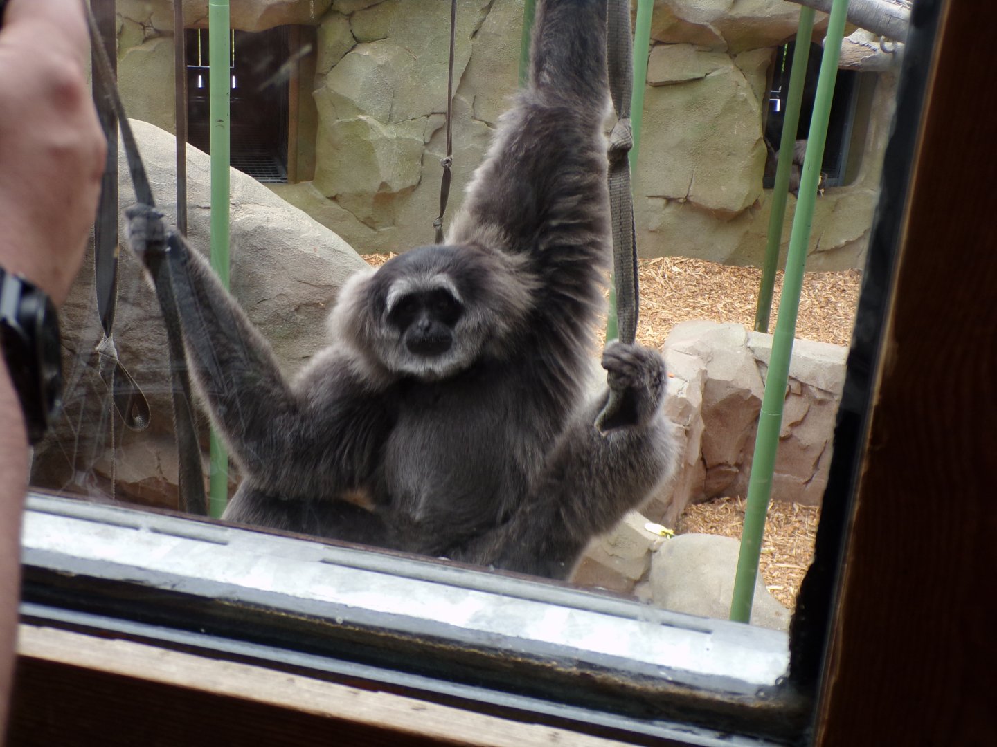 Moloch gibbon 29.6.24