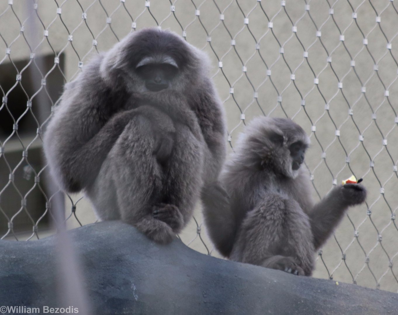 Moloch Gibbon Adult and Youngster in Outdoor Area