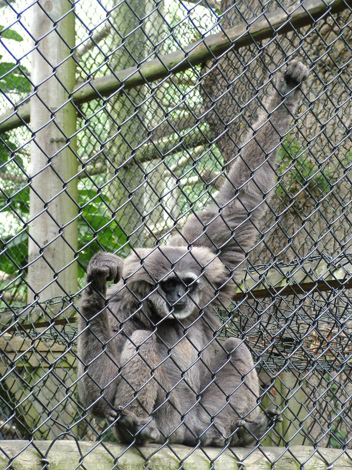 Moloch Gibbon at Howletts, 31/07/10