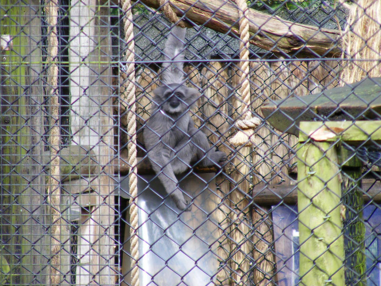 Moloch gibbon at Howletts Wild Animal Park, 3 April 2010