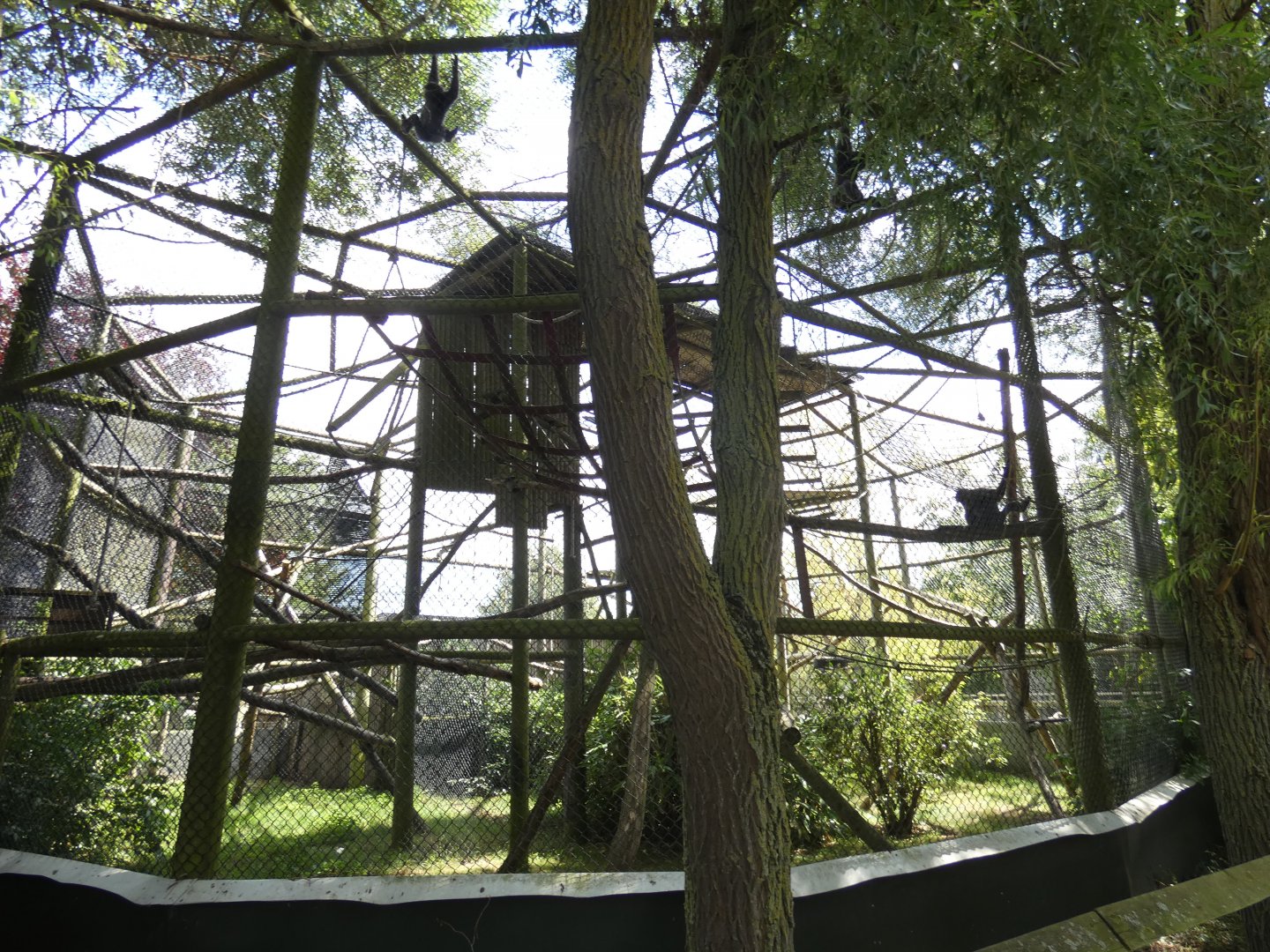 Moloch Gibbon enclosure (3)