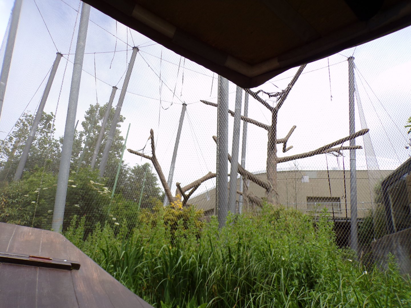 Moloch gibbon enclosure from the riverboat  29.6.24