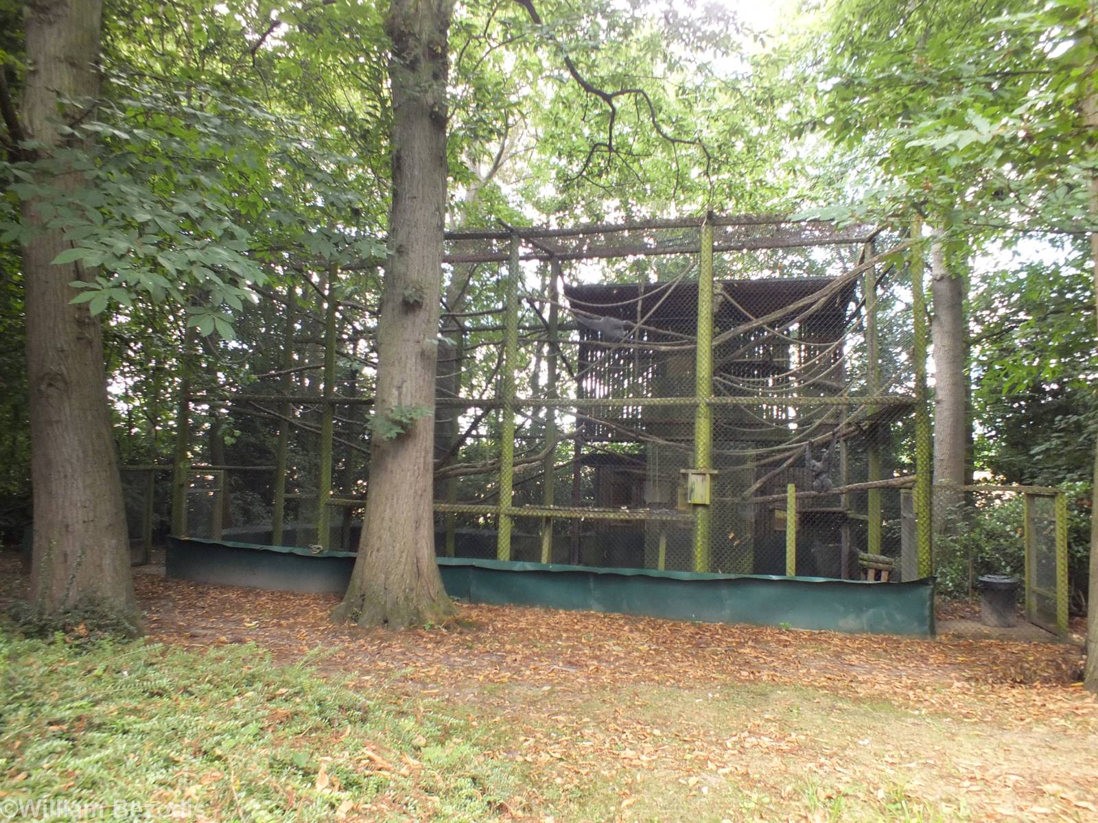 Moloch Gibbon Enclosure