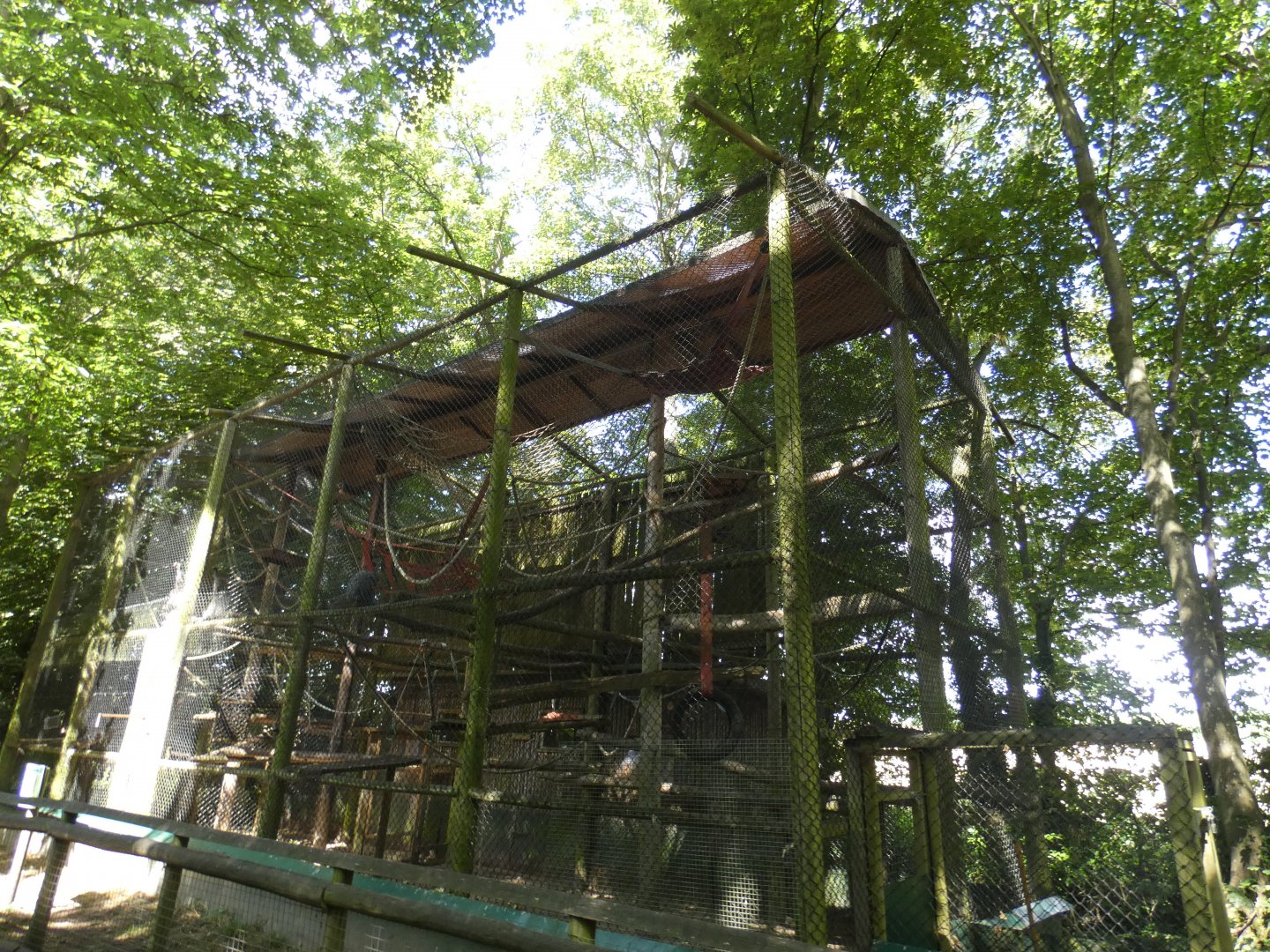 Moloch Gibbon enclosure