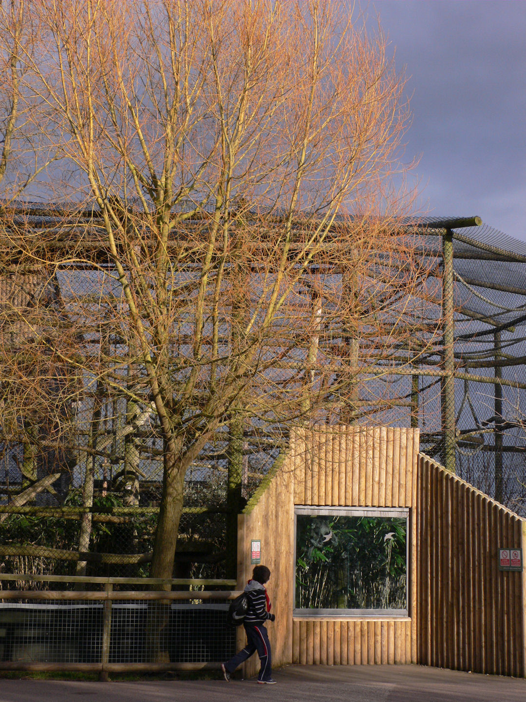 Moloch Gibbon Exhibit, Howletts, 14 March 09