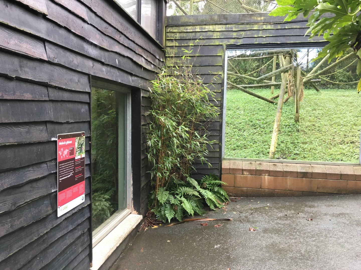 Moloch gibbon exhibit