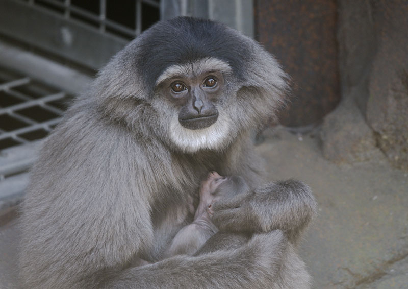 Moloch gibbon female and infant