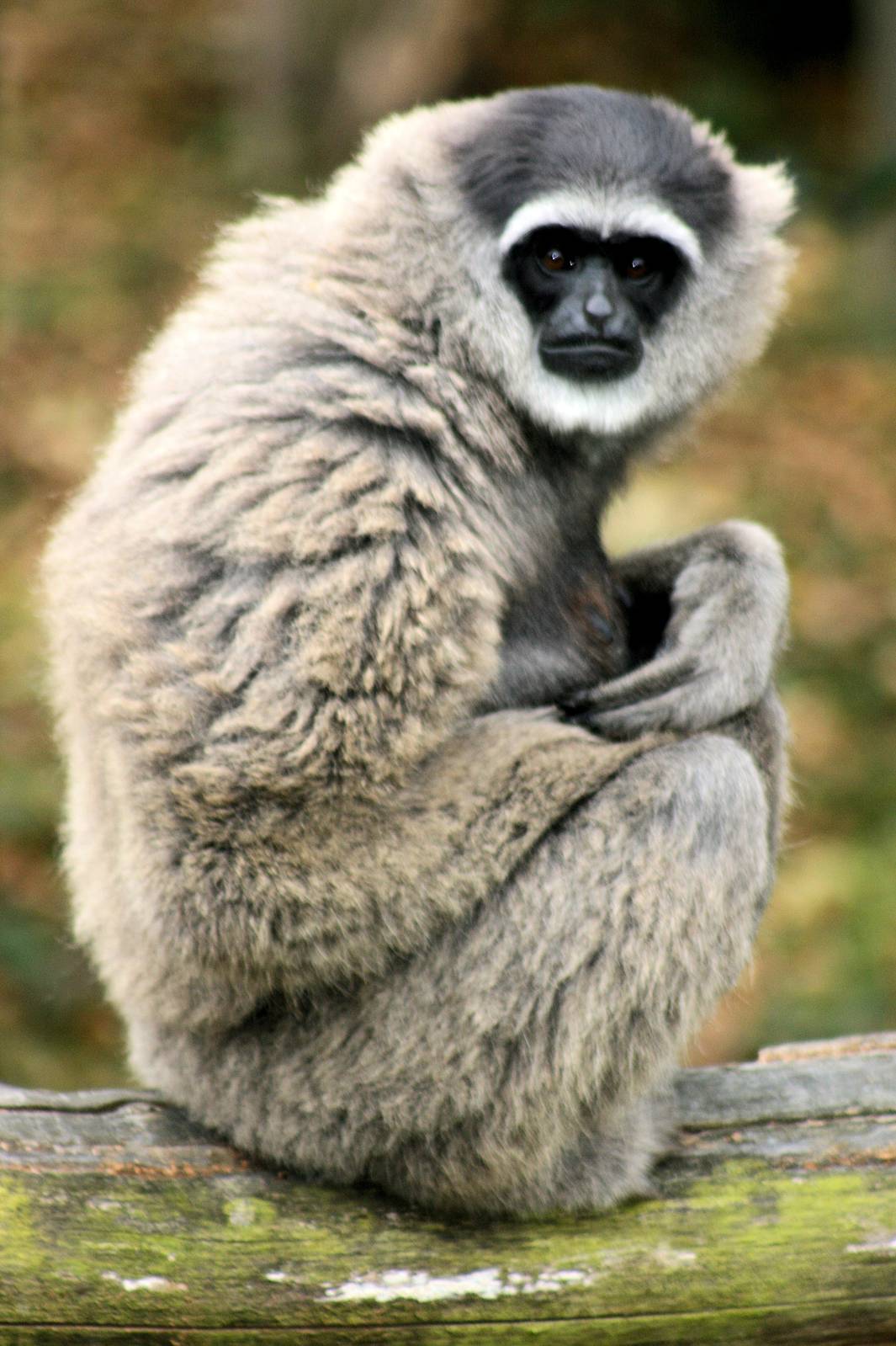 Moloch gibbon; Howletts; 4th September 2016