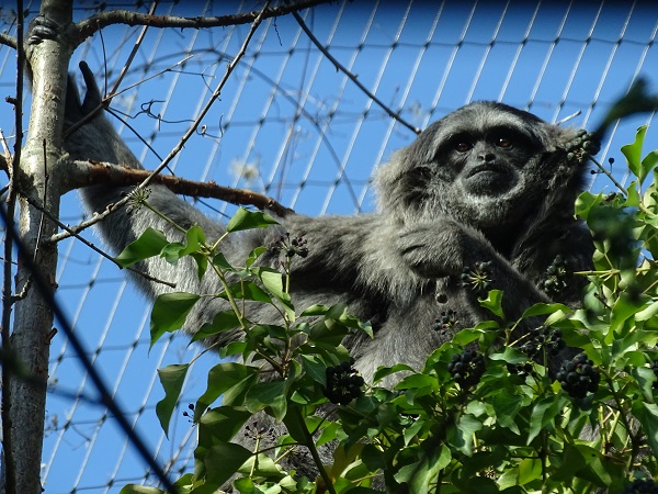 Moloch gibbon (Hylobates moloch) (04/22)