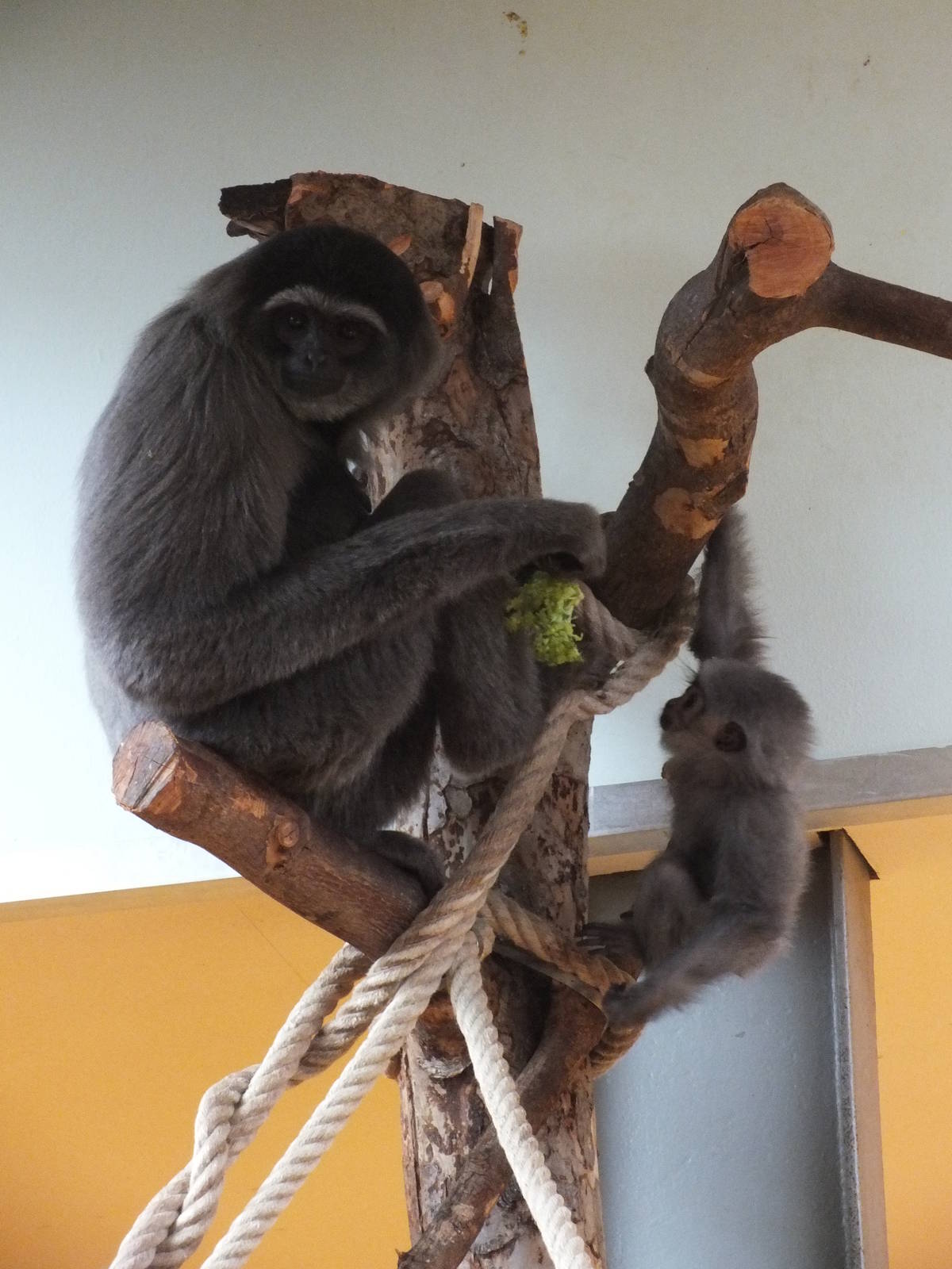 Moloch Gibbon (Hylobates moloch) at Tierpark Hellabrunn - April 9th 2015