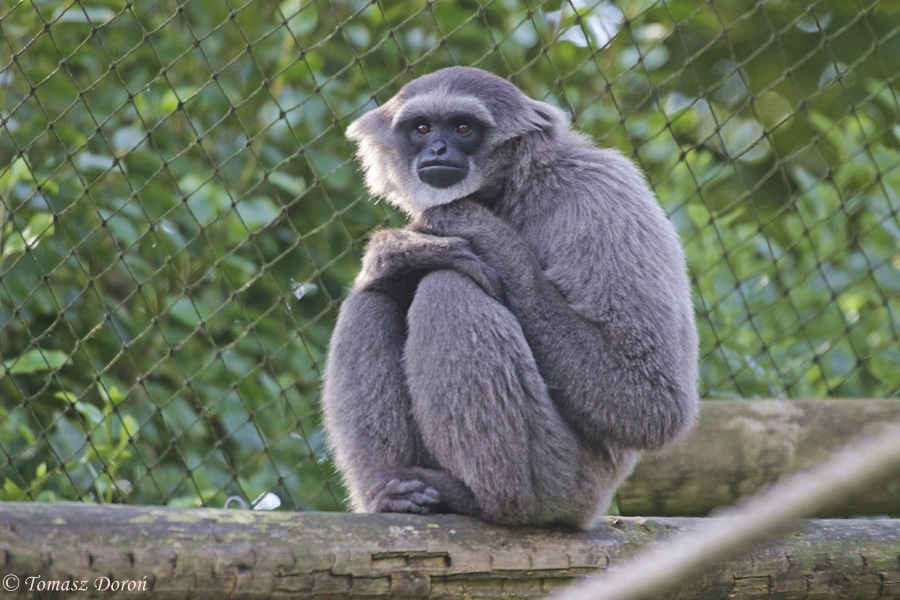 Moloch Gibbon (Hylobates moloch)
