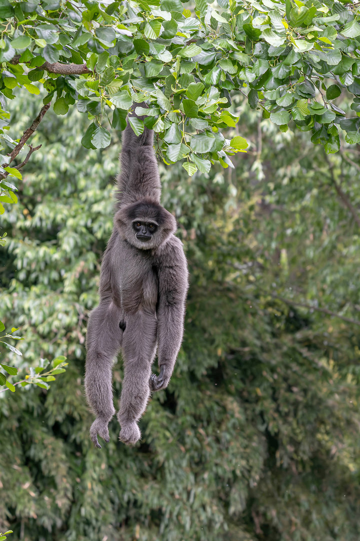 Moloch gibbon (Hylobates moloch)