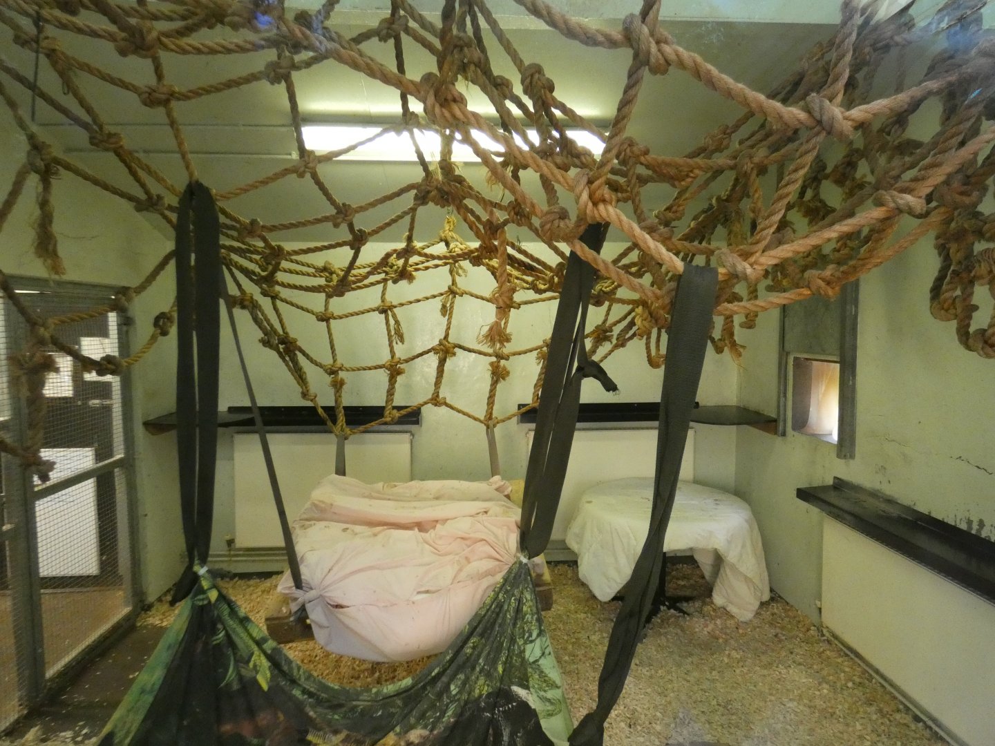Moloch gibbon indoor enclosure