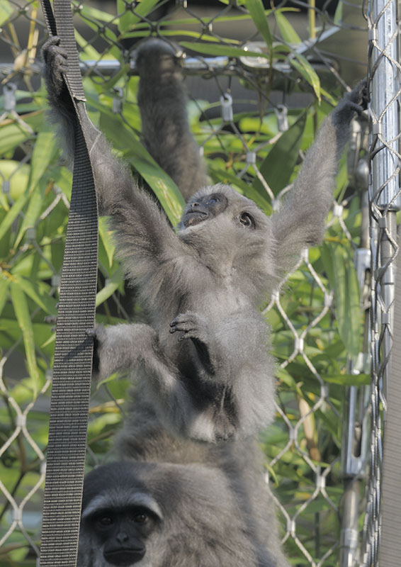 Moloch gibbon infant