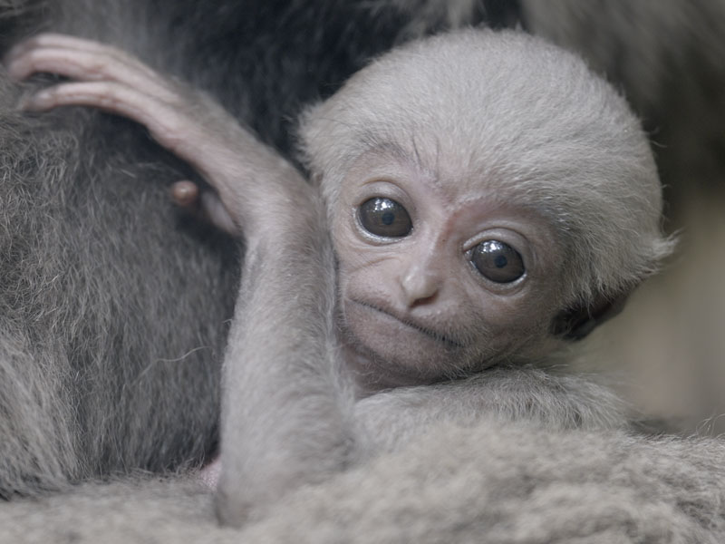 Moloch gibbon infant