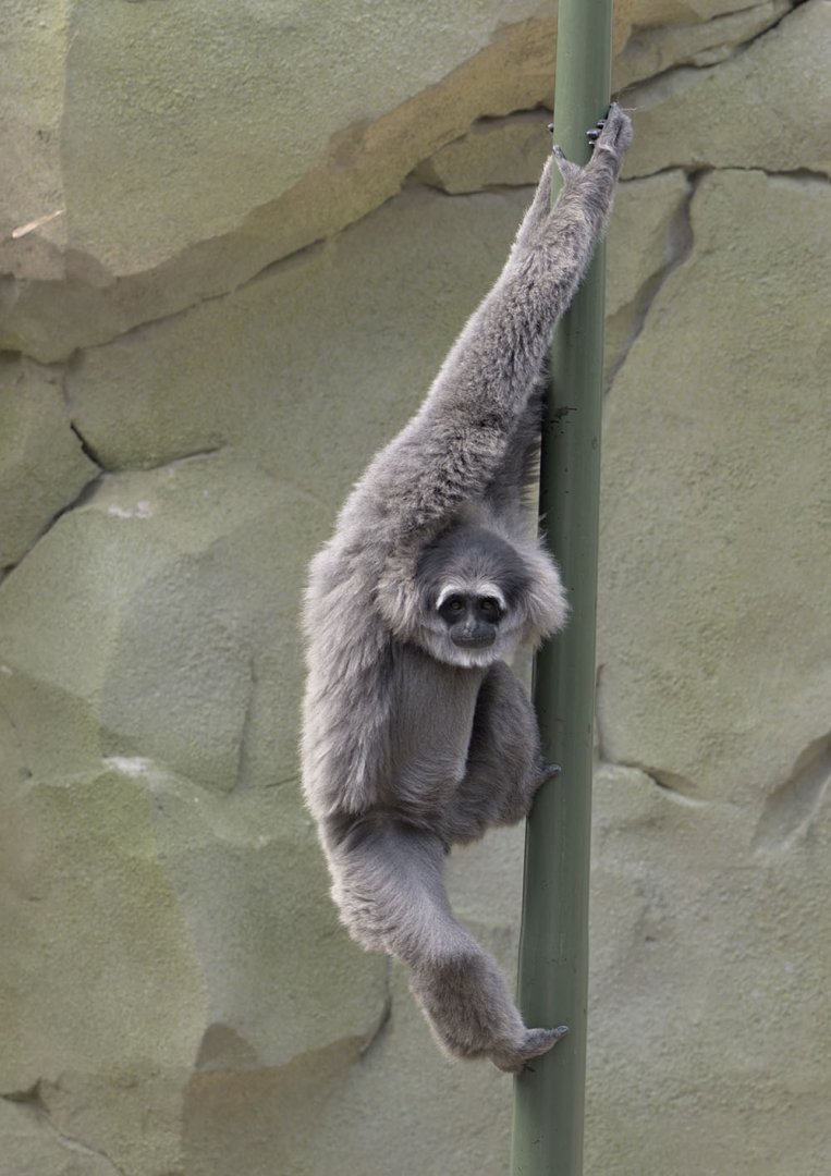 Moloch gibbon on sway pole