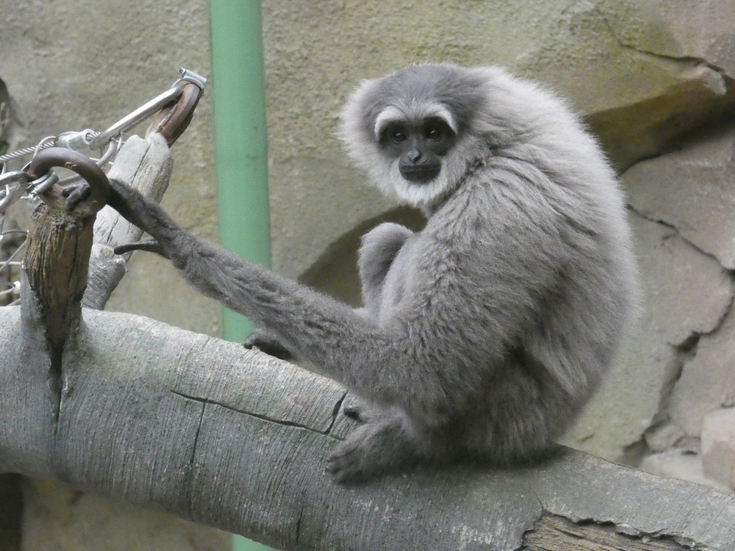 Moloch gibbon perched
